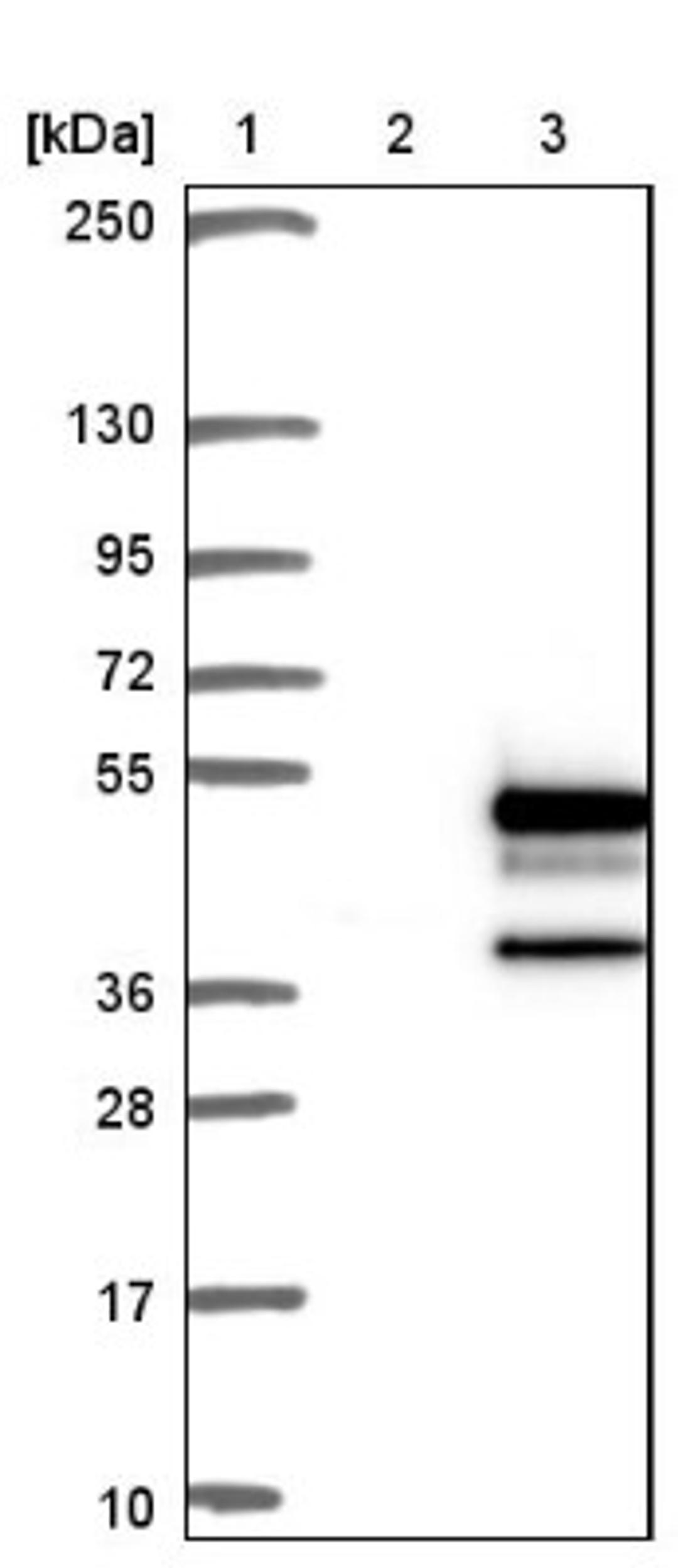 Western Blot: DNAJB2 Antibody [NBP1-83188] - Lane 1: Marker [kDa] 250, 130, 95, 72, 55, 36, 28, 17, 10<br/>Lane 2: Negative control (vector only transfected HEK293T lysate)<br/>Lane 3: Over-expression lysate (Co-expressed with a C-terminal myc-DDK tag (~3.1 kDa) in mammalian HEK293T cells, LY416440)