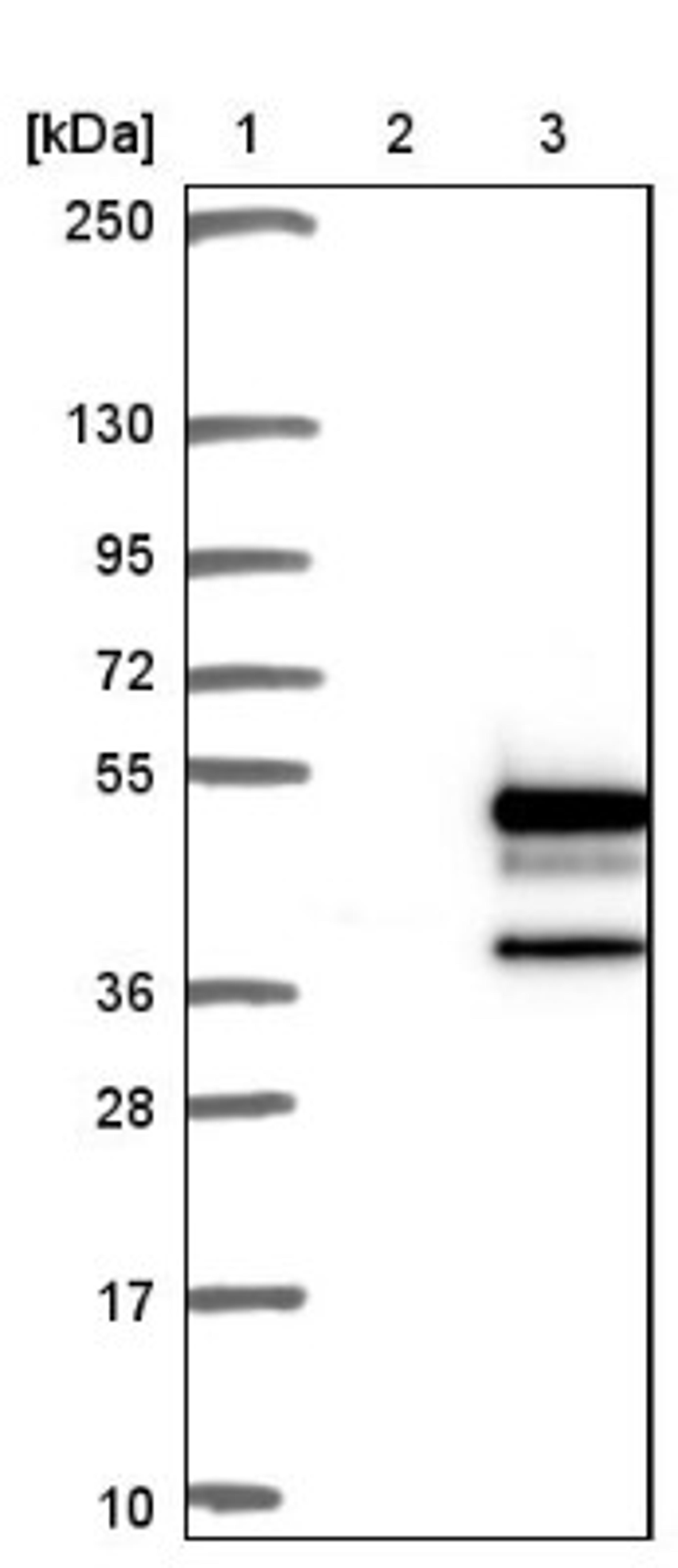 Western Blot: DNAJB2 Antibody [NBP1-83188] - Lane 1: Marker [kDa] 250, 130, 95, 72, 55, 36, 28, 17, 10<br/>Lane 2: Negative control (vector only transfected HEK293T lysate)<br/>Lane 3: Over-expression lysate (Co-expressed with a C-terminal myc-DDK tag (~3.1 kDa) in mammalian HEK293T cells, LY416440)