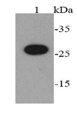 Western blot analysis of recombinant protein using AU1 tag antibody