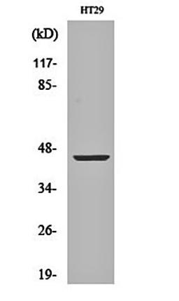 Western blot analysis of HT29 cell lysates using TRAAK antibody