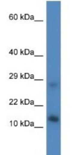 Western Blot: LYRM4 Antibody [NBP1-79672] - Mouse Liver Lysate 1ug/ml  Gel Concentration 10-20%