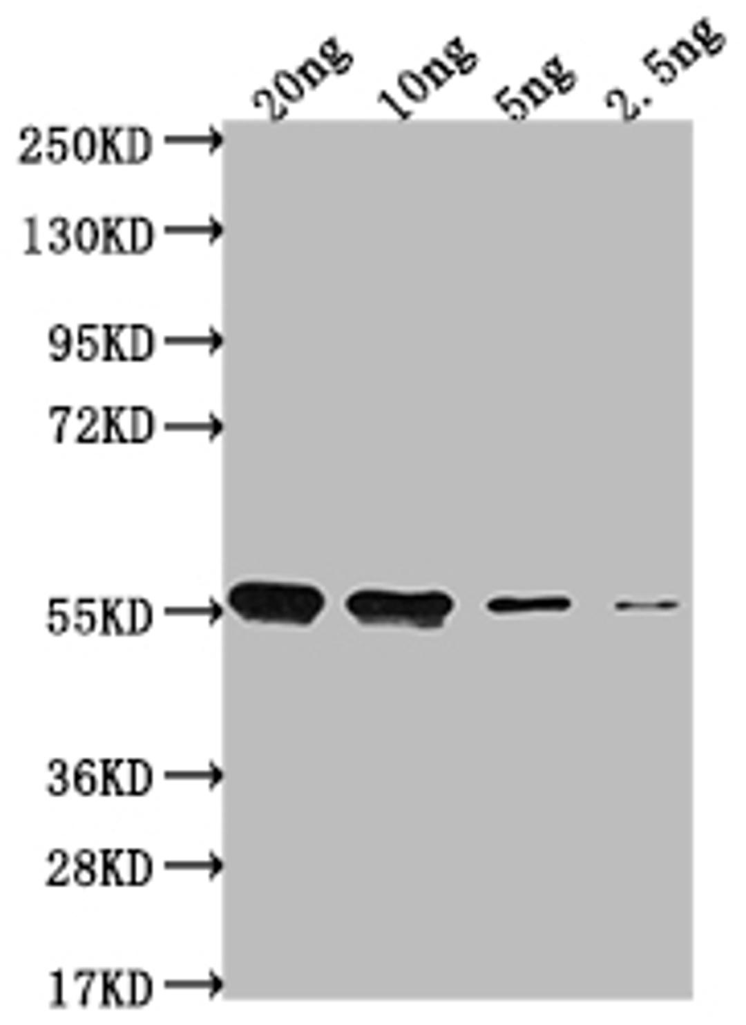 Western Blot. Positive WB detected in Recombinant protein. All lanes: clfA antibody at 1:2000. Secondary. Goat polyclonal to rabbit IgG at 1/50000 dilution. Predicted band size: 52.1 kDa. Observed band size: 54 kDa.