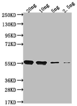 Western Blot. Positive WB detected in Recombinant protein. All lanes: clfA antibody at 1:2000. Secondary. Goat polyclonal to rabbit IgG at 1/50000 dilution. Predicted band size: 52.1 kDa. Observed band size: 54 kDa.