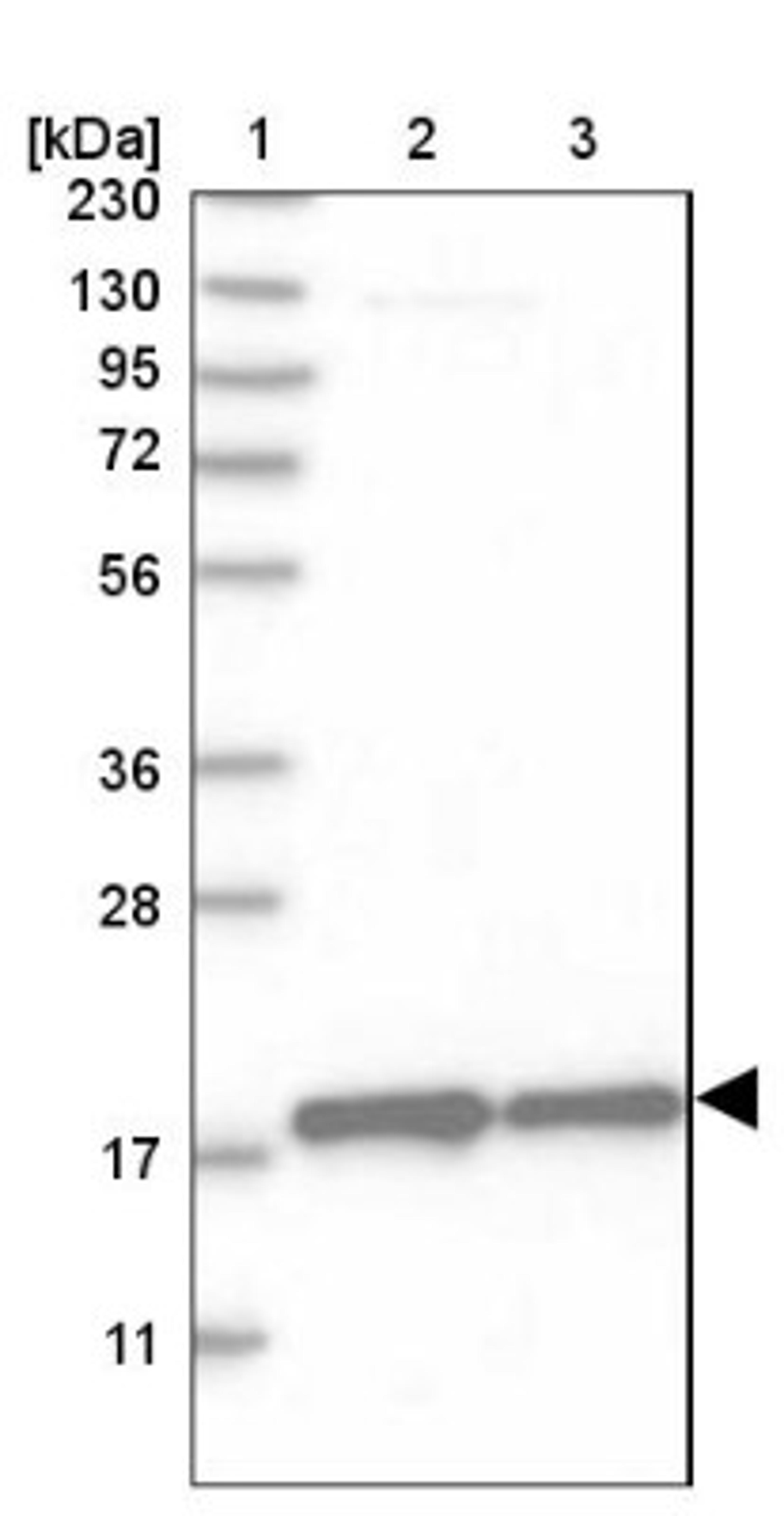 Western Blot: MRPS28 Antibody [NBP1-81685] - Lane 1: Marker [kDa] 230, 130, 95, 72, 56, 36, 28, 17, 11<br/>Lane 2: Human cell line RT-4<br/>Lane 3: Human cell line U-251MG sp