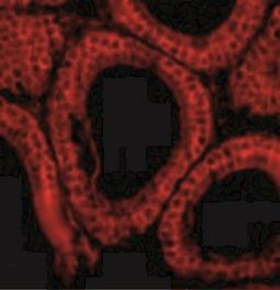 Immunofluorescence: Bcl G Antibody [NBP1-77223] - Immunofluorescence of Bcl-G in Mouse Testis cells with Bcl-G antibody at 10 ug/mL.