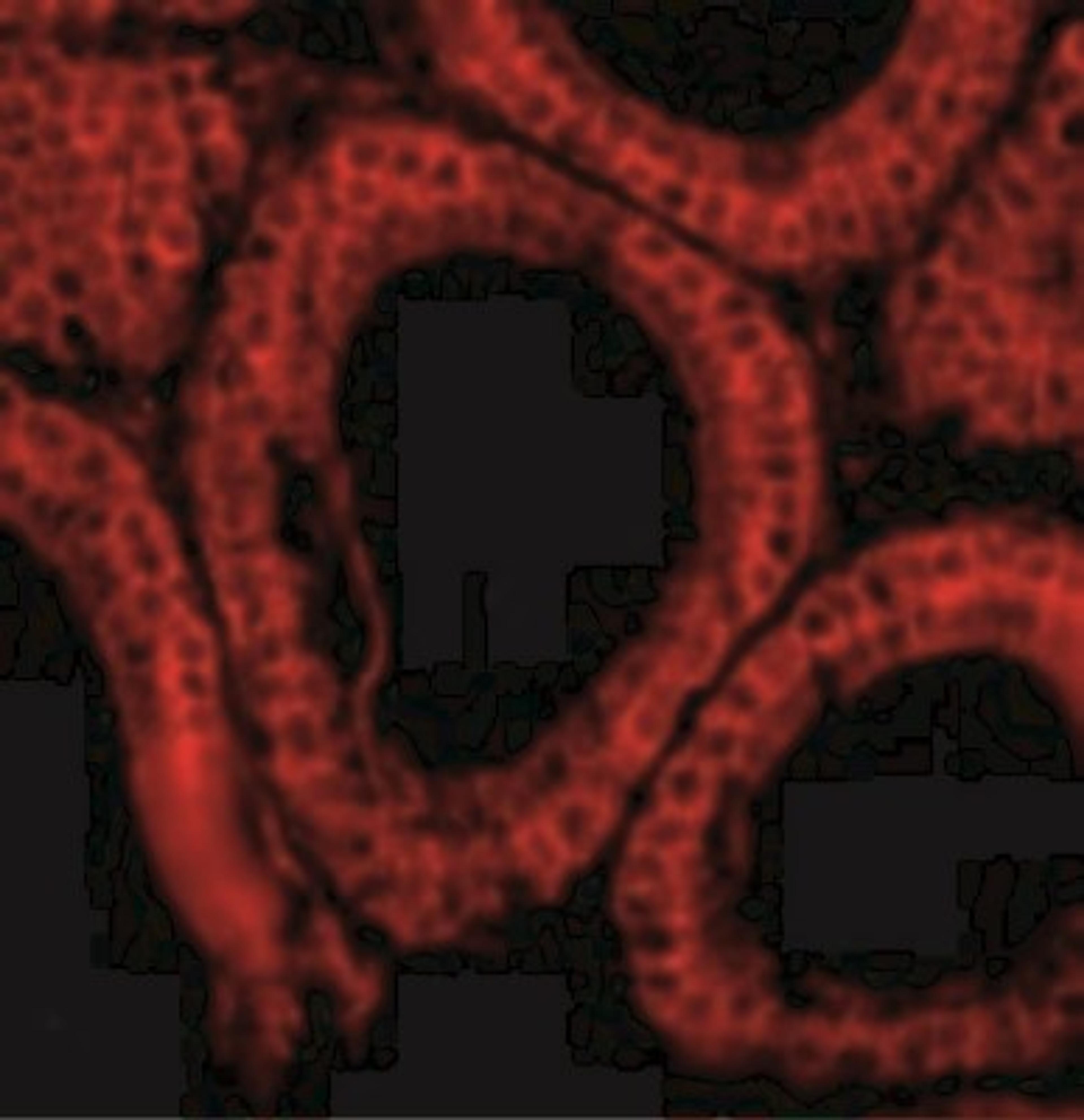 Immunofluorescence: Bcl G Antibody [NBP1-77223] - Immunofluorescence of Bcl-G in Mouse Testis cells with Bcl-G antibody at 10 ug/mL.