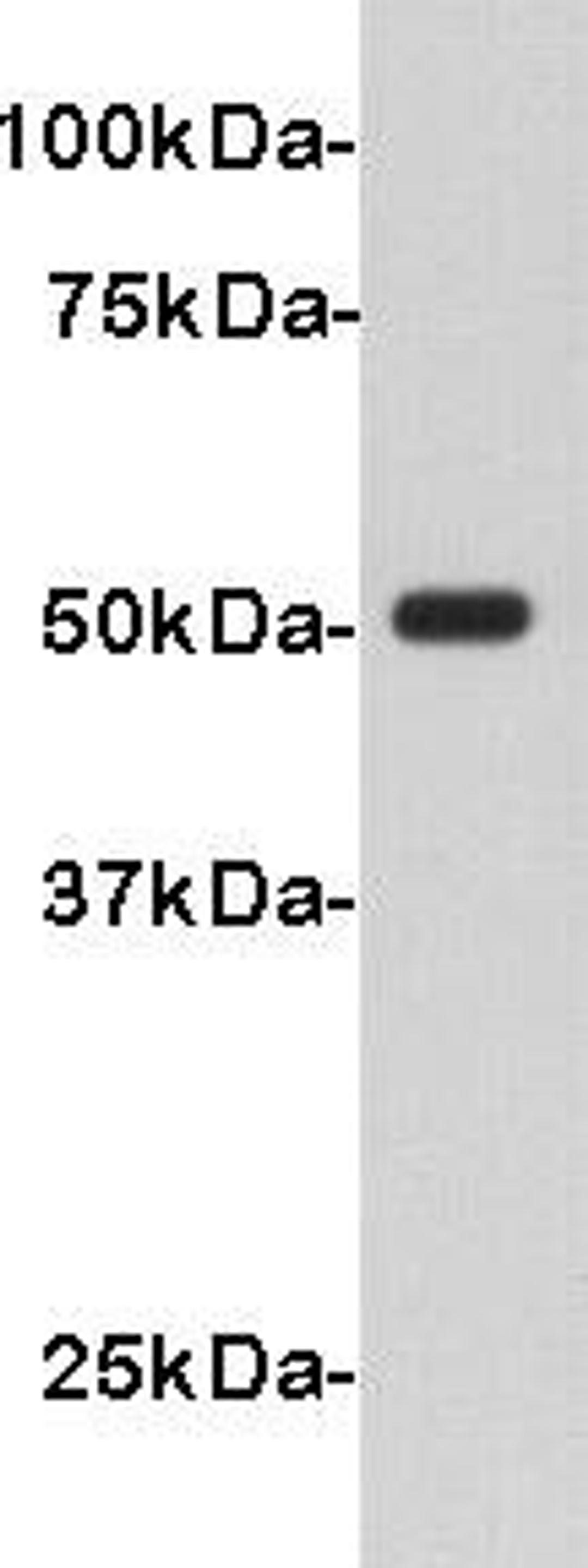 Western Blot analysis of V5 tagged recombinant protein (50kDa) using V5 antibody