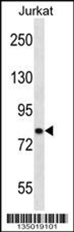 Western blot analysis in Jurkat cell line lysates (35ug/lane).