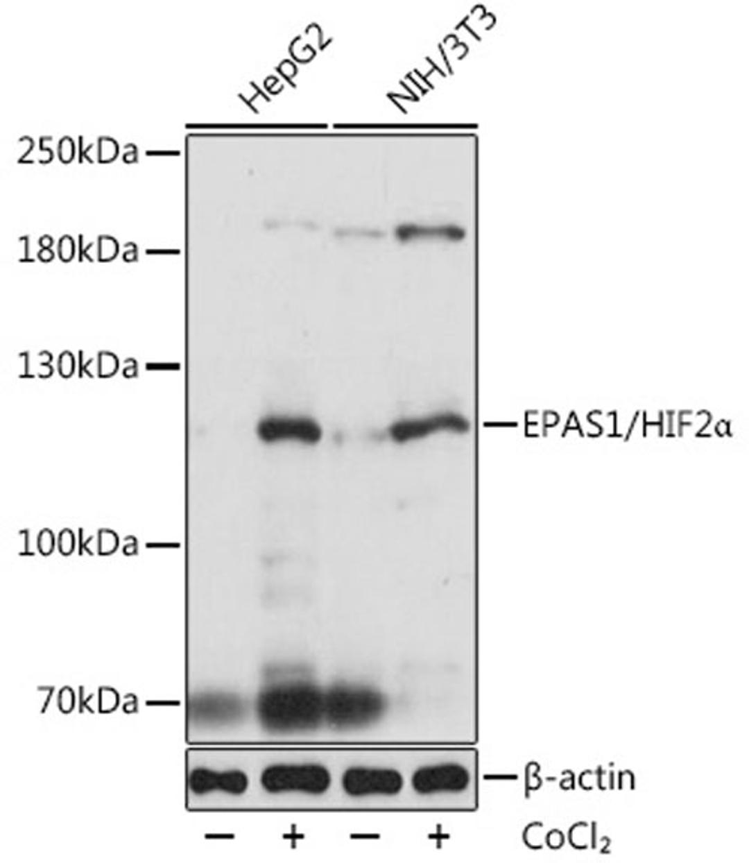 Western blot - EPAS1/HIF2a antibody (A7553)