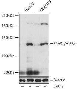 Western blot - EPAS1/HIF2a antibody (A7553)