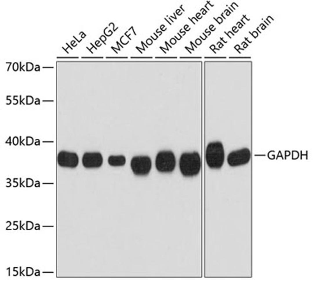 Western blot - GAPDH antibody (AC002)