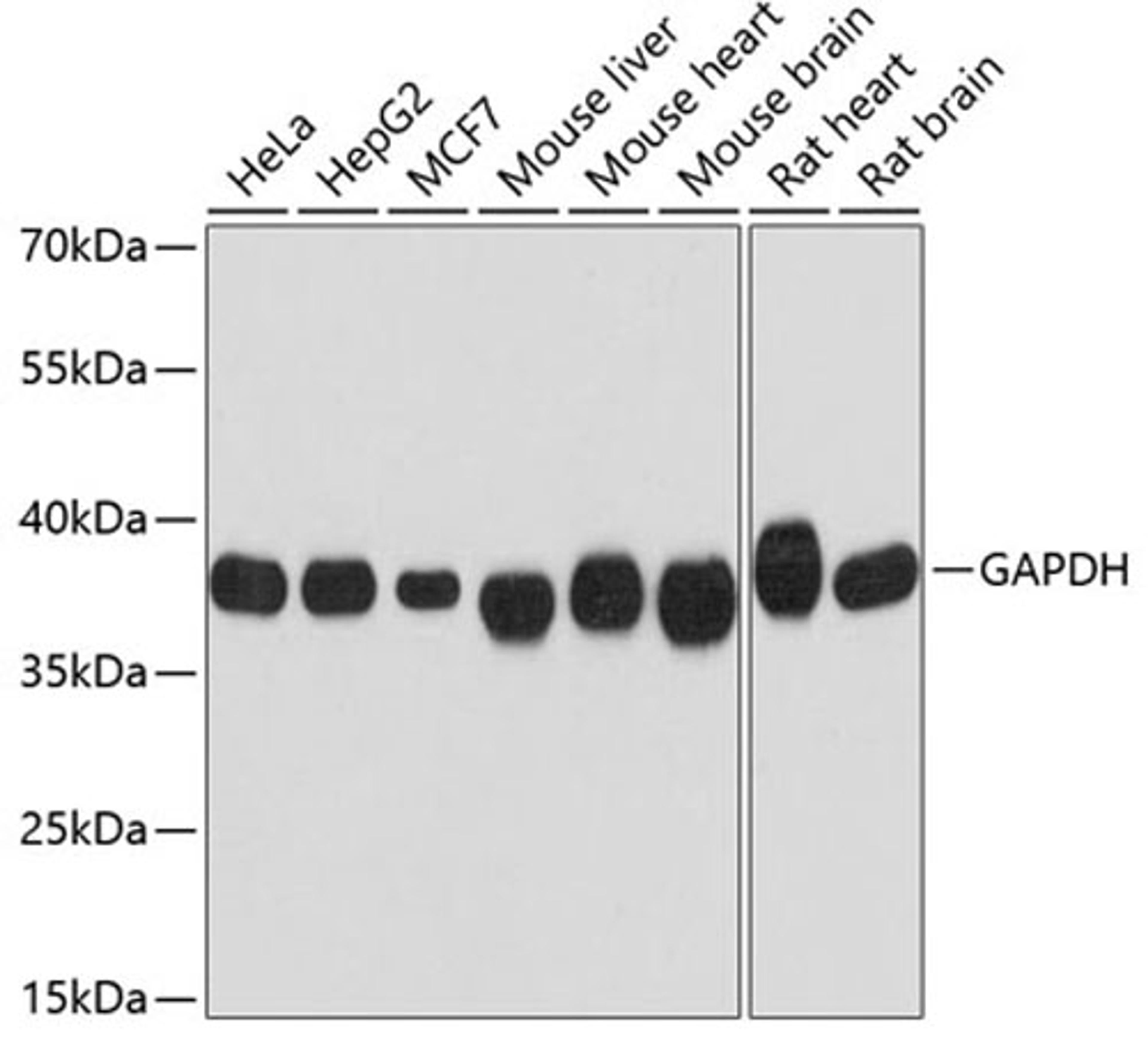 Western blot - GAPDH antibody (AC002)