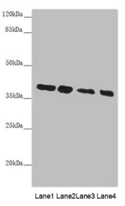 Western blot. All lanes: PPP1R8 antibody at 4.73µg/ml. Lane 1: PC-3 whole cell lysate. Lane 2: HL60 whole cell lysate. Lane 3: HepG2 whole cell lysate. Lane 4: Hela whole cell lysate. Secondary. Goat polyclonal to rabbit IgG at 1/10000 dilution. Predicted band size: 39, 23, 14 kDa. Observed band size: 39 kDa
