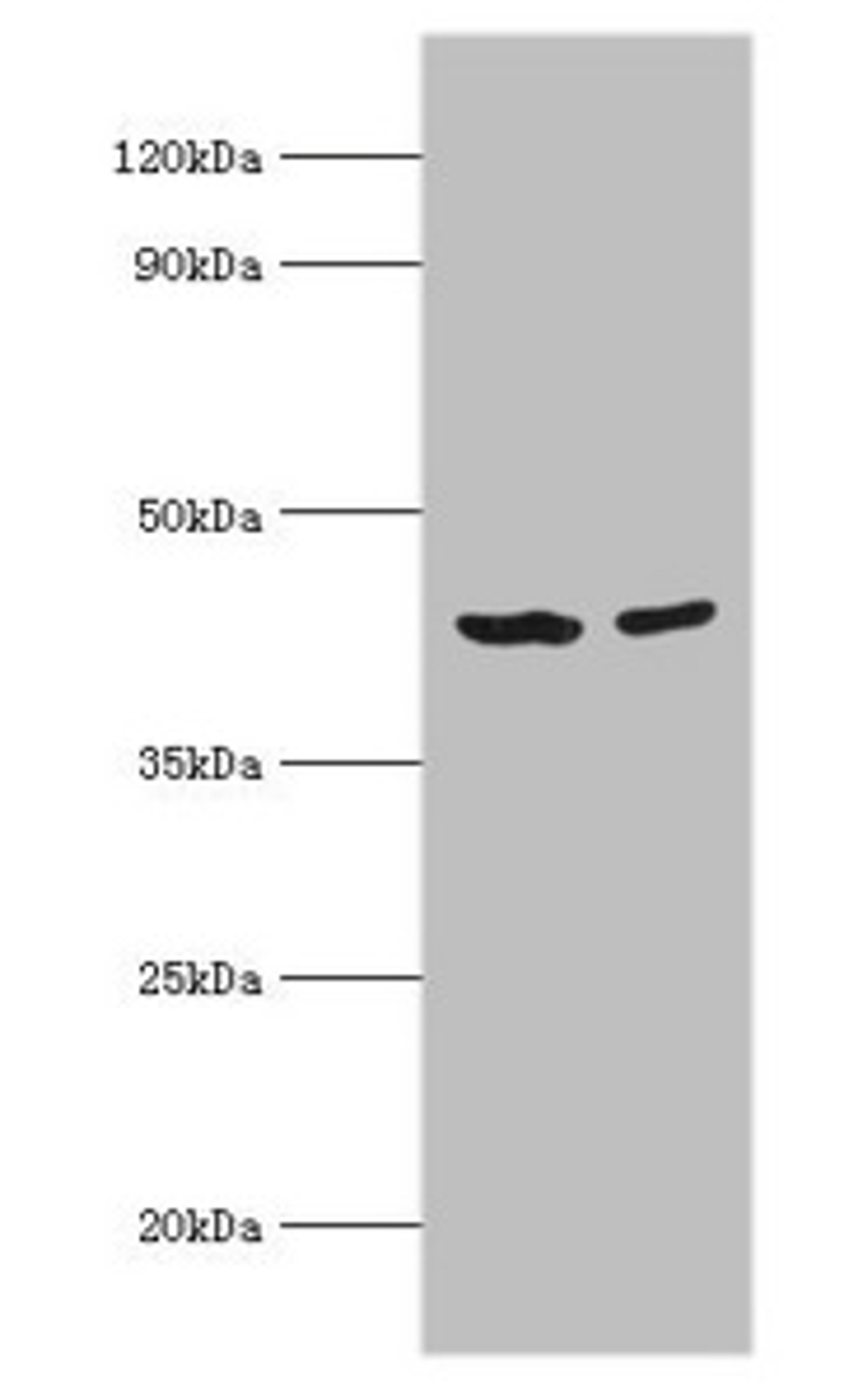 Western blot. All lanes: Short-chain specific acyl-CoA dehydrogenase, mitochondrial antibody at 7ug/ml. Lane 1: 293T whole cell lysate. Lane 2: HepG2 whole cell lysate. Secondary. Goat polyclonal to rabbit IgG at 1/10000 dilution. Predicted band size: 44 kDa. Observed band size: 44 kDa. 