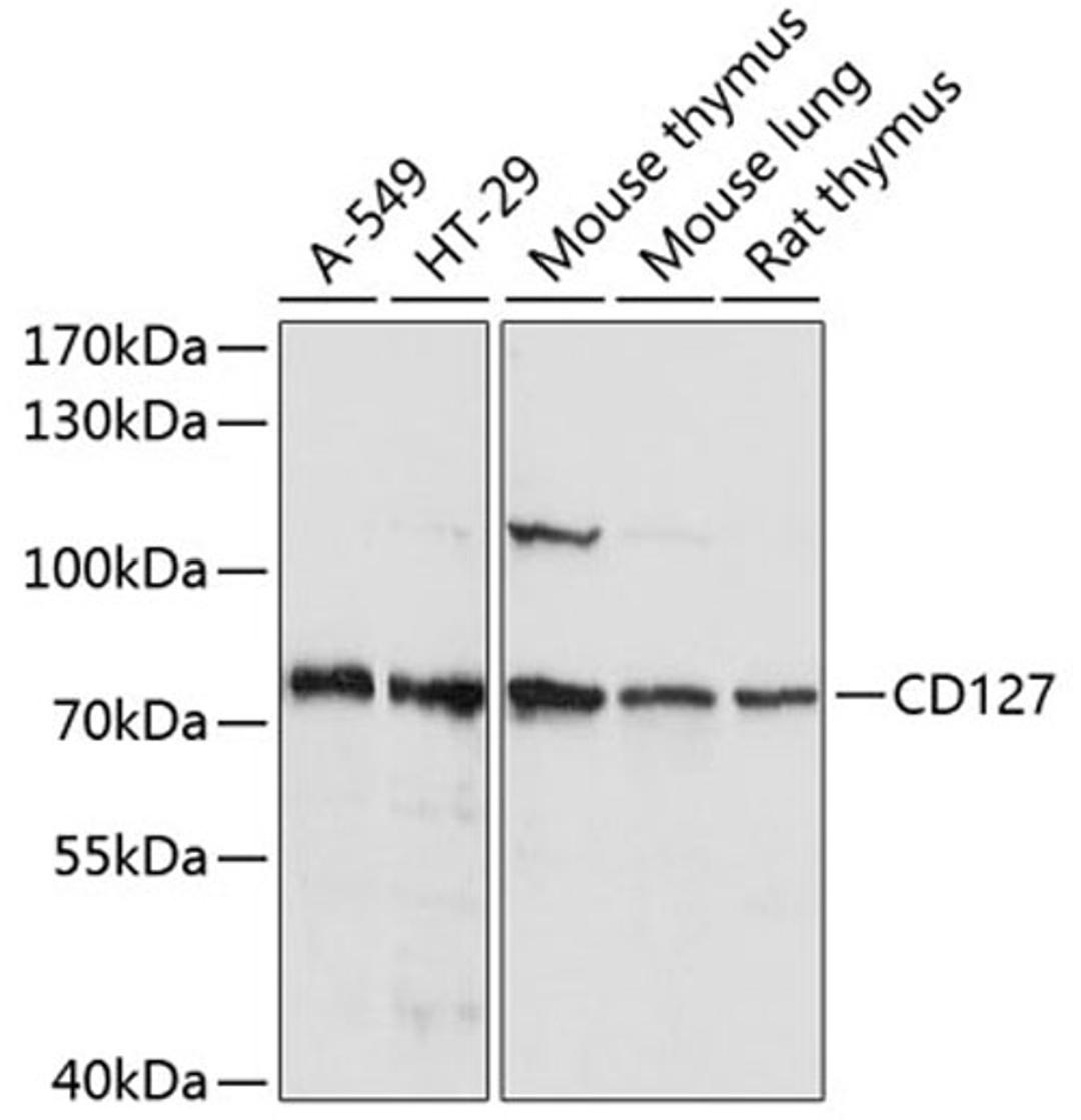 Western blot - CD127 antibody (A1230)