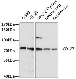 Western blot - CD127 antibody (A1230)