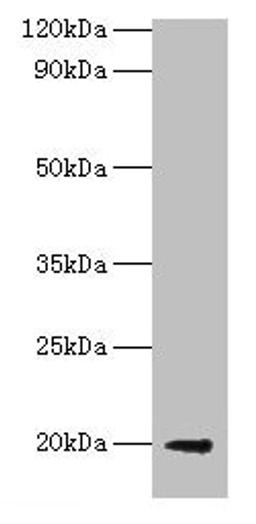 Western blot. All lanes: luxS antibody at 2µg/ml + DH5a whole cell lysate. Secondary. Goat polyclonal to rabbit IgG at 1/10000 dilution. Predicted band size: 20 kDa. Observed band size: 20 kDa