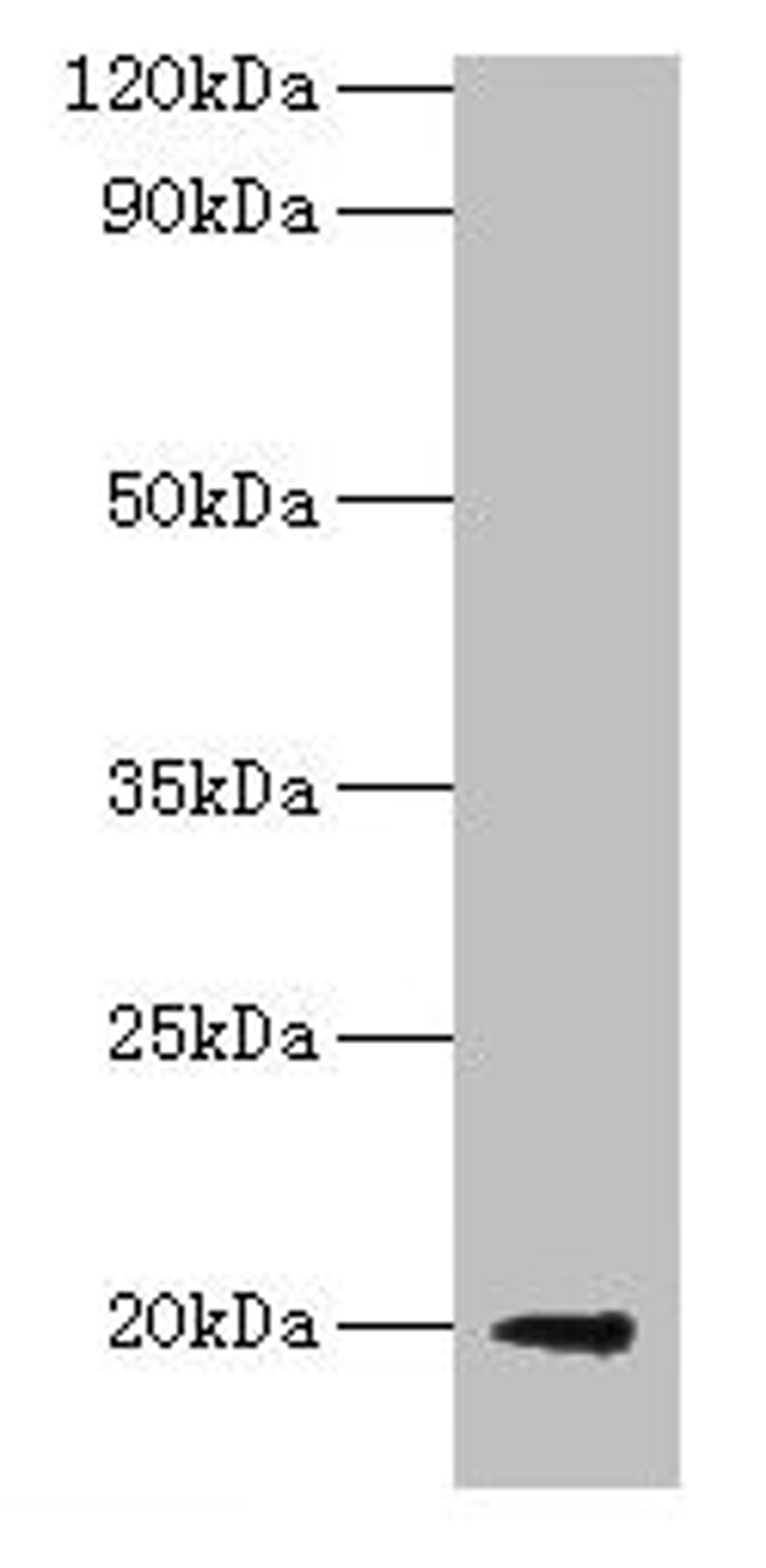 Western blot. All lanes: luxS antibody at 2µg/ml + DH5a whole cell lysate. Secondary. Goat polyclonal to rabbit IgG at 1/10000 dilution. Predicted band size: 20 kDa. Observed band size: 20 kDa