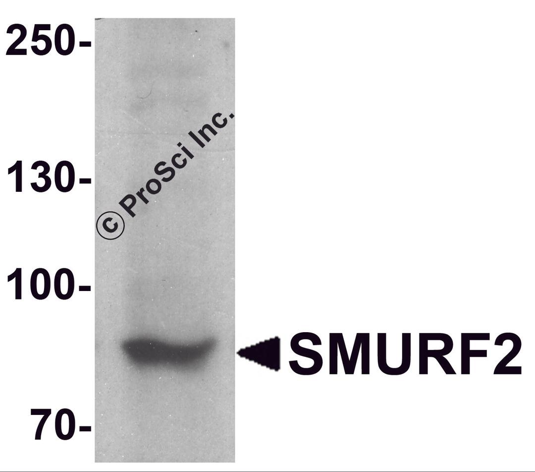 Western blot analysis of SMURF2 in C2C12 cell lysate with SMURF2 antibody at 1 μg/ml.