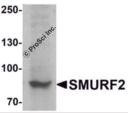 Western blot analysis of SMURF2 in C2C12 cell lysate with SMURF2 antibody at 1 μg/ml.