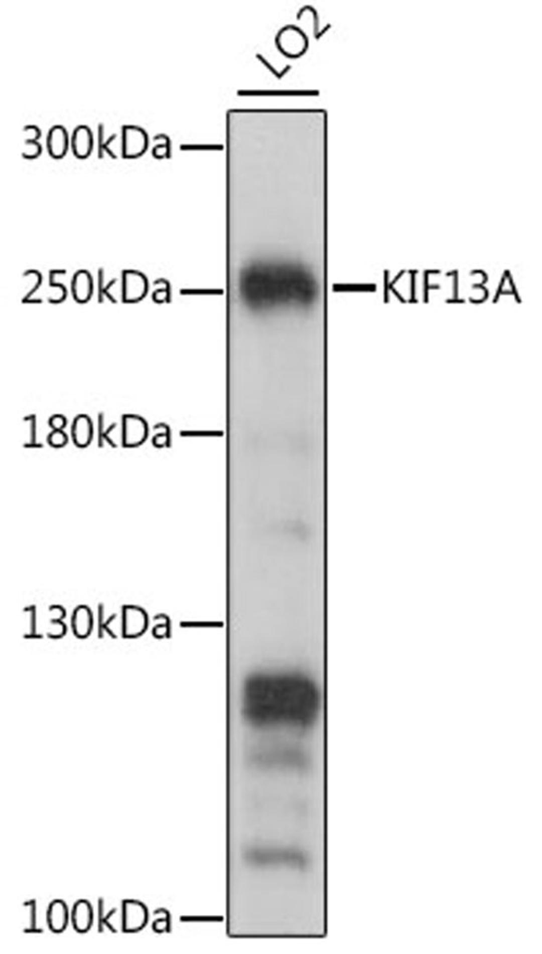 Western blot - KIF13A antibody (A15880)