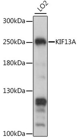 Western blot - KIF13A antibody (A15880)