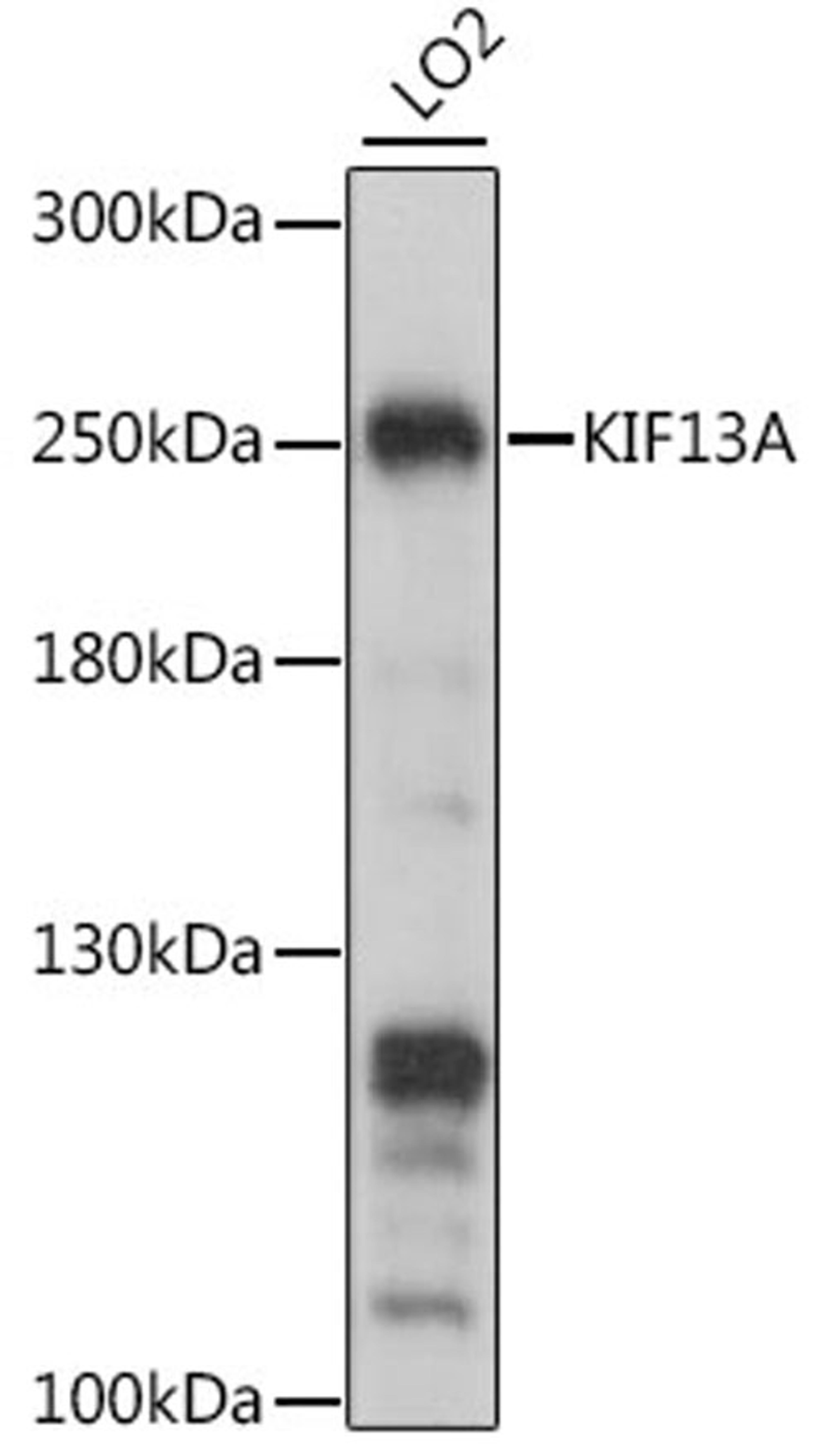 Western blot - KIF13A antibody (A15880)