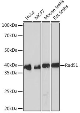 Western blot - Rad51 Rabbit mAb (A2829)