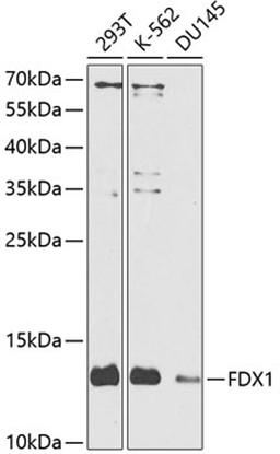 Western blot - FDX1 antibody (A9815)