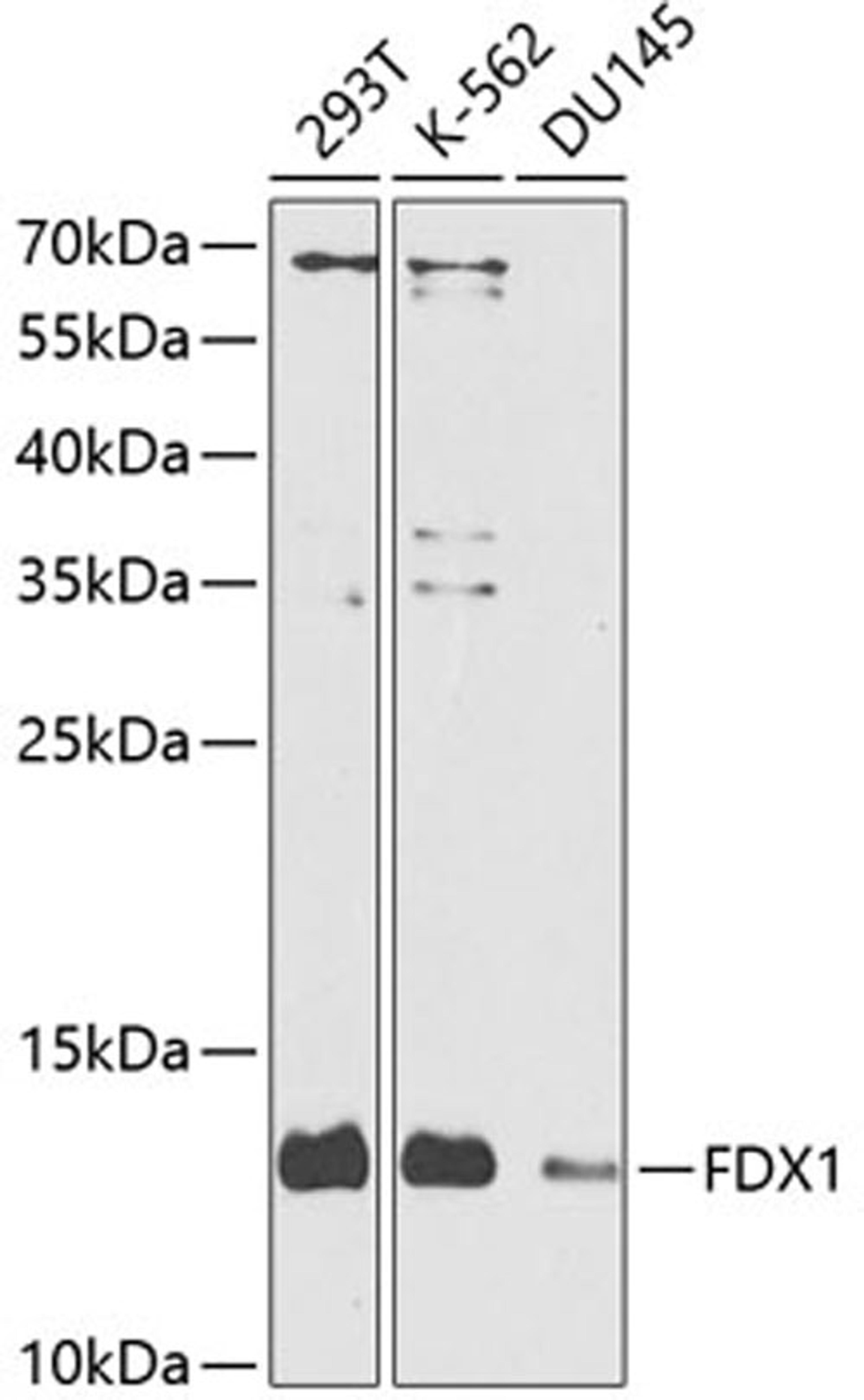 Western blot - FDX1 antibody (A9815)