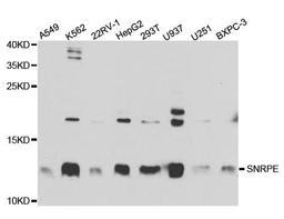 Western blot analysis of extracts of various cell lines using SNRPE antibody