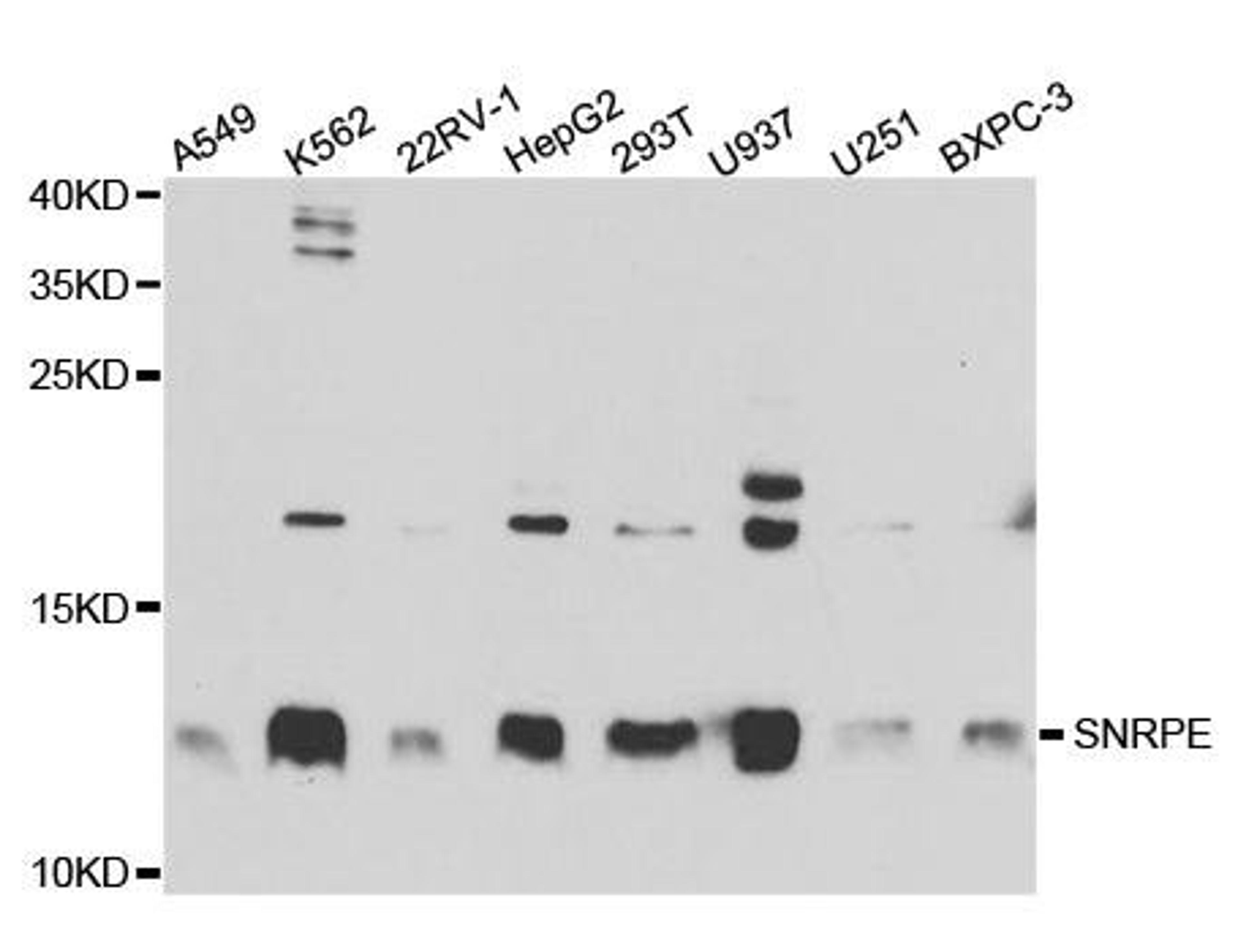 Western blot analysis of extracts of various cell lines using SNRPE antibody