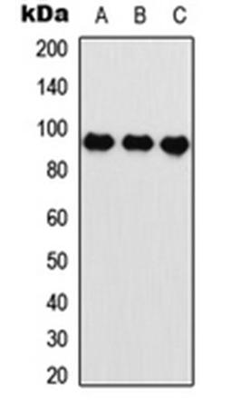 Western blot analysis of HeLa (Lane 1), U2OS (Lane 2), rat muscle (Lane 3) whole cell lysates using HIF1 beta antibody