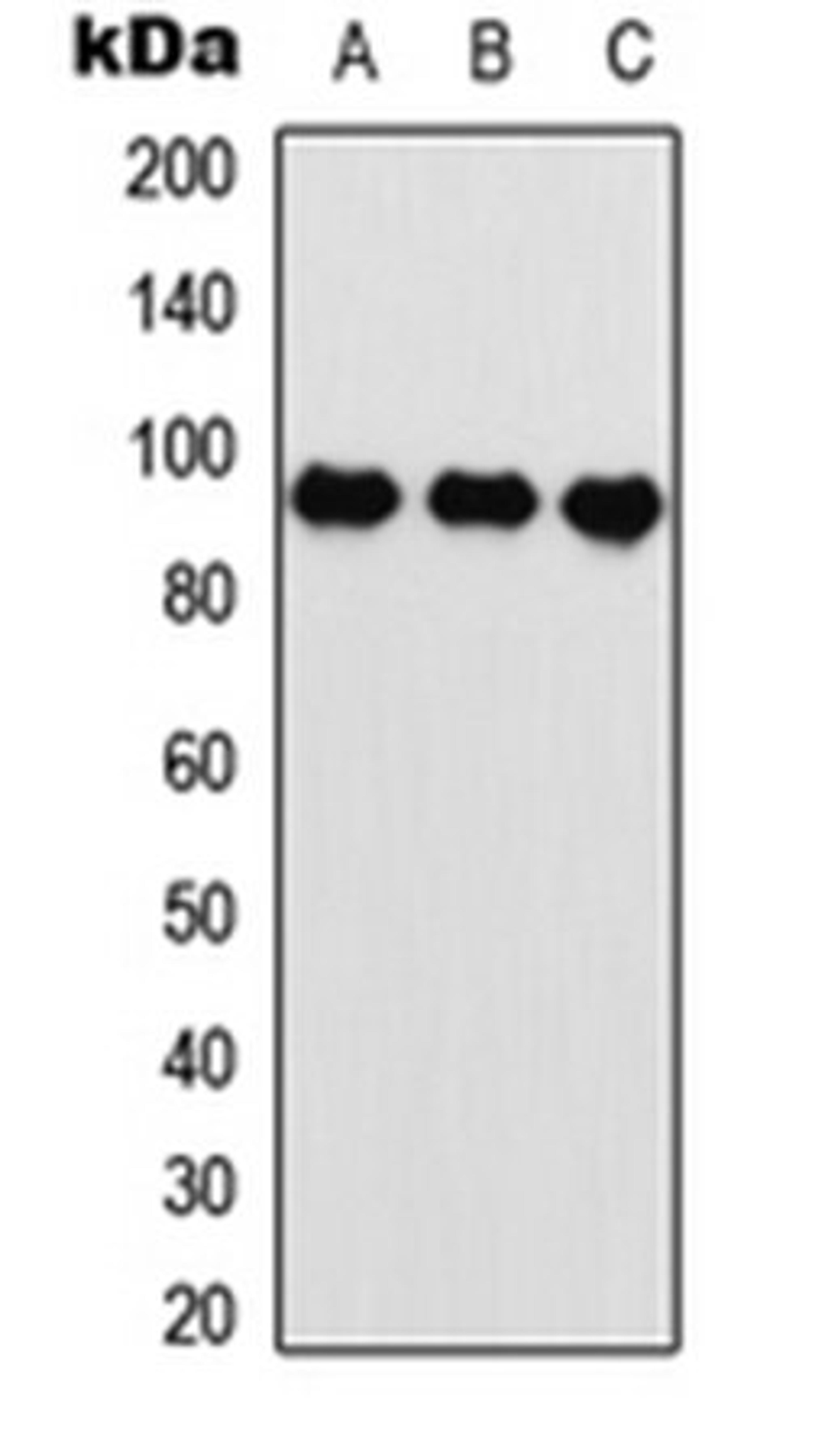 Western blot analysis of HeLa (Lane 1), U2OS (Lane 2), rat muscle (Lane 3) whole cell lysates using HIF1 beta antibody