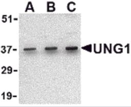 Western blot analysis of UNG1 in C2C12 cell lysate with UNG1 antibody at (A) 0.5, (B) 1 and (C) 2 &#956;g/mL.