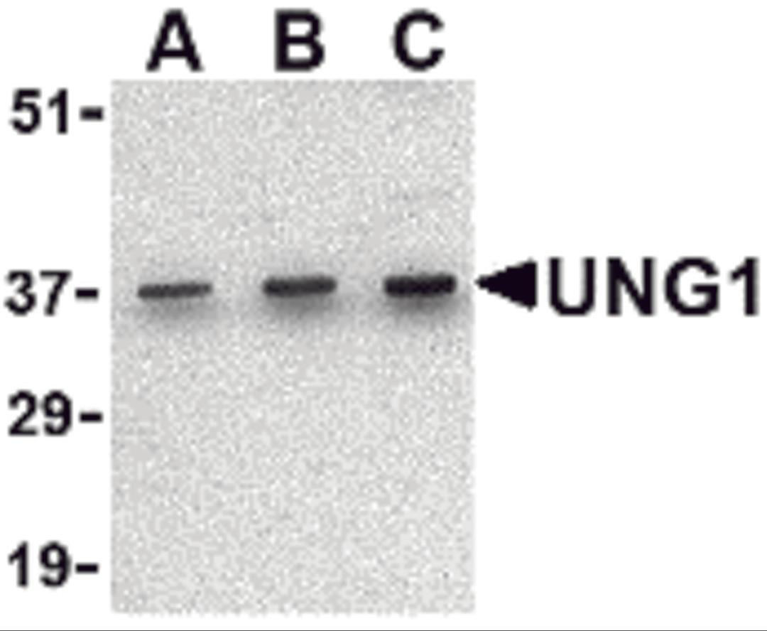 Western blot analysis of UNG1 in C2C12 cell lysate with UNG1 antibody at (A) 0.5, (B) 1 and (C) 2 μg/mL.