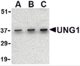 Western blot analysis of UNG1 in C2C12 cell lysate with UNG1 antibody at (A) 0.5, (B) 1 and (C) 2 μg/mL.