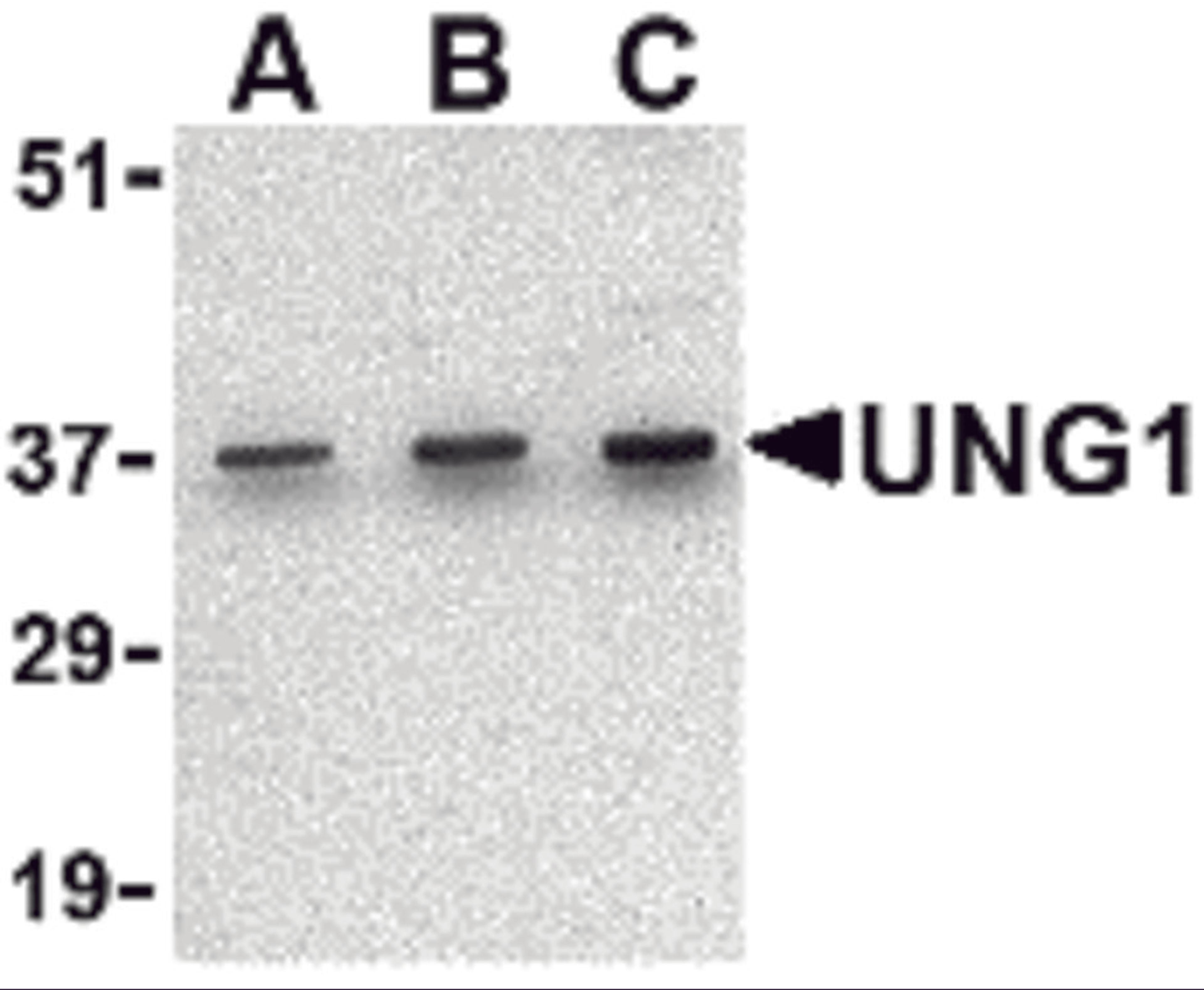 Western blot analysis of UNG1 in C2C12 cell lysate with UNG1 antibody at (A) 0.5, (B) 1 and (C) 2 μg/mL.
