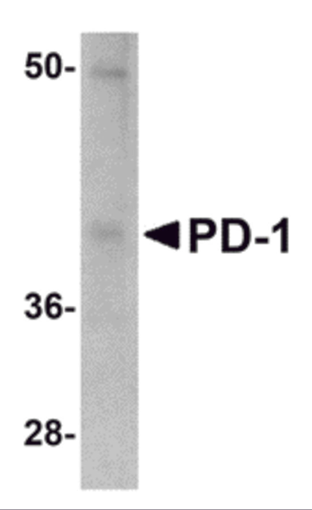 Western blot analysis of PD-1 in A-20 cell lysate with PD-1 antibody at 1 μg/mL.