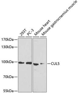 Western blot - CUL5 Antibody (A5369)