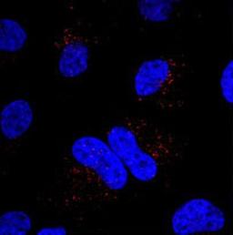 Confocal Immunofluorescent analysis of  Hela cell using MIB antibody