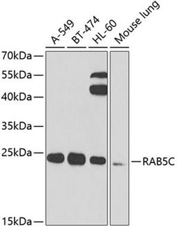 Western blot - RAB5C antibody (A7342)