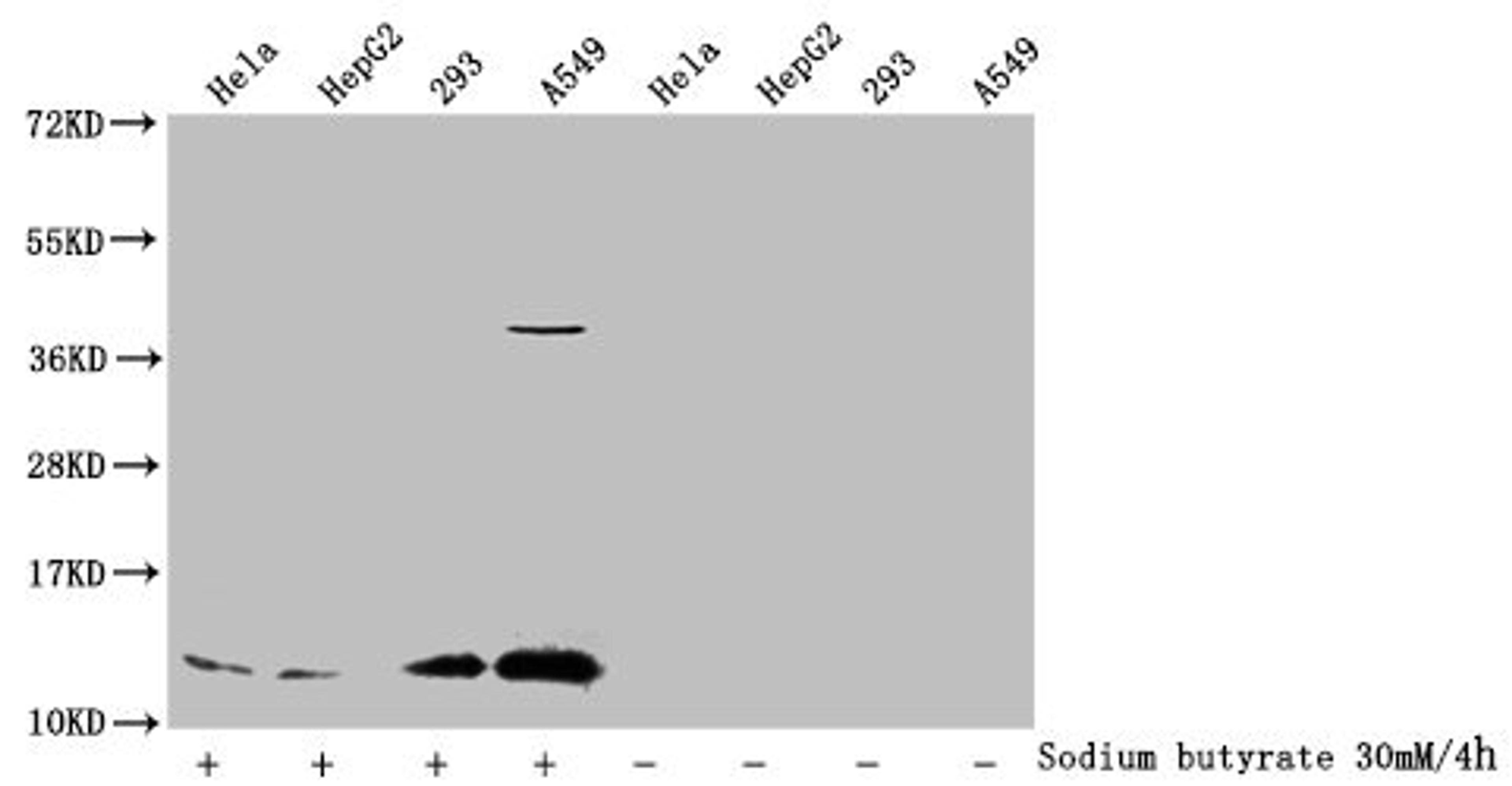 Western Blot. Detected samples: Hela whole cell lysate, HepG2 whole cell lysate, 293 whole cell lysate, A549 whole cell lysate; Untreated (-) or treated (+) with 30mM sodium butyrate for 4h. All lanes: HIST1H4A antibody at 1:1000. Secondary. Goat polyclonal to rabbit IgG at 1/40000 dilution. Predicted band size: 12 kDa. Observed band size: 12 kDa