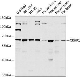 Western blot - CRHR1 antibody (A8409)