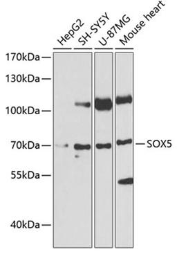 Western blot - SOX5 antibody (A6985)