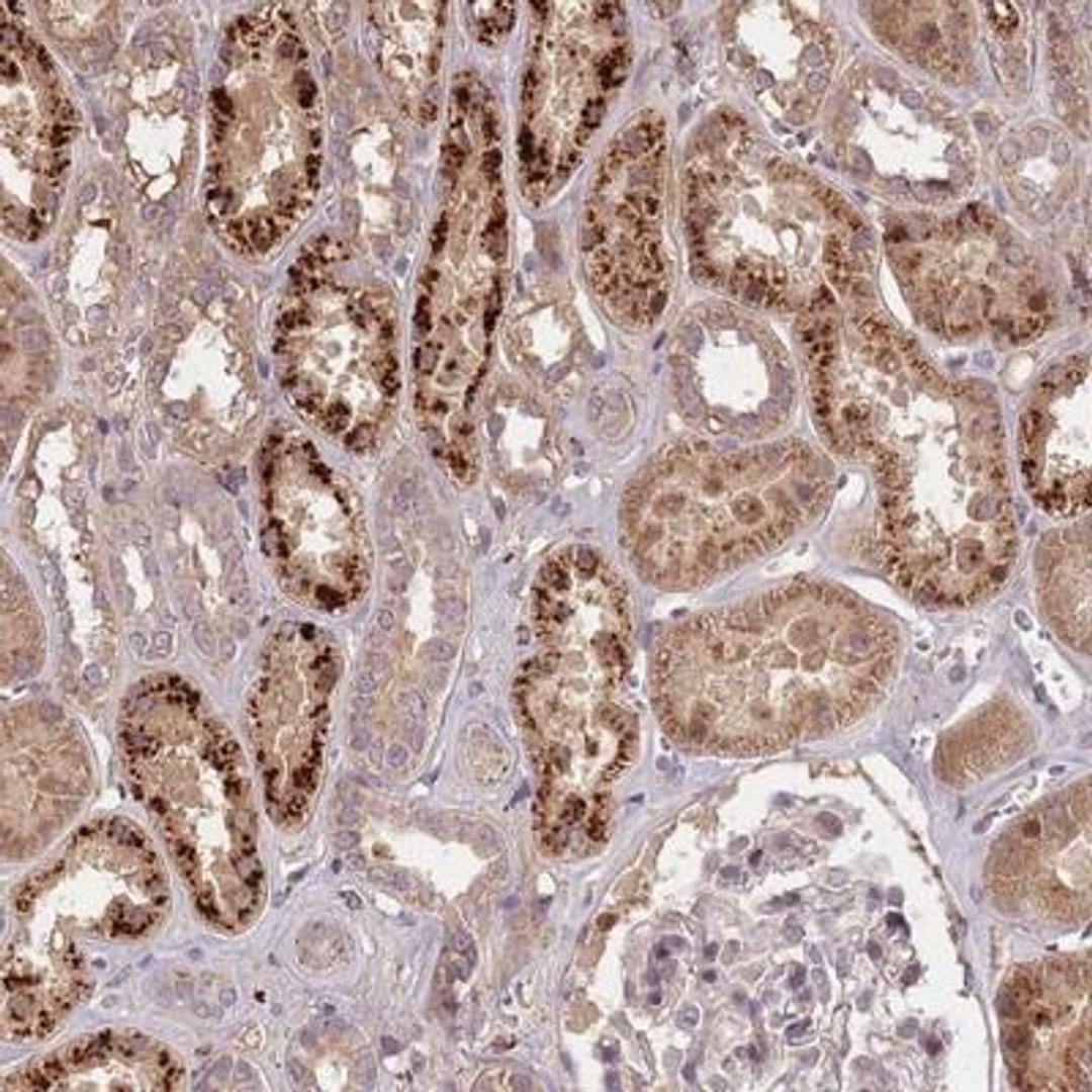 Immunohistochemistry-Paraffin: FNDC5 Antibody [NBP2-14024] - Staining of human kidney shows strong cytoplasmic positivity in cells in tubules.