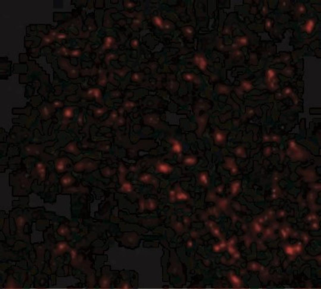 Immunofluorescence: FEM1B Antibody [NBP1-77300] - Immunofluorescence of F1A alpha in Mouse Liver cells with F1A alpha antibody at 20 ug/mL.