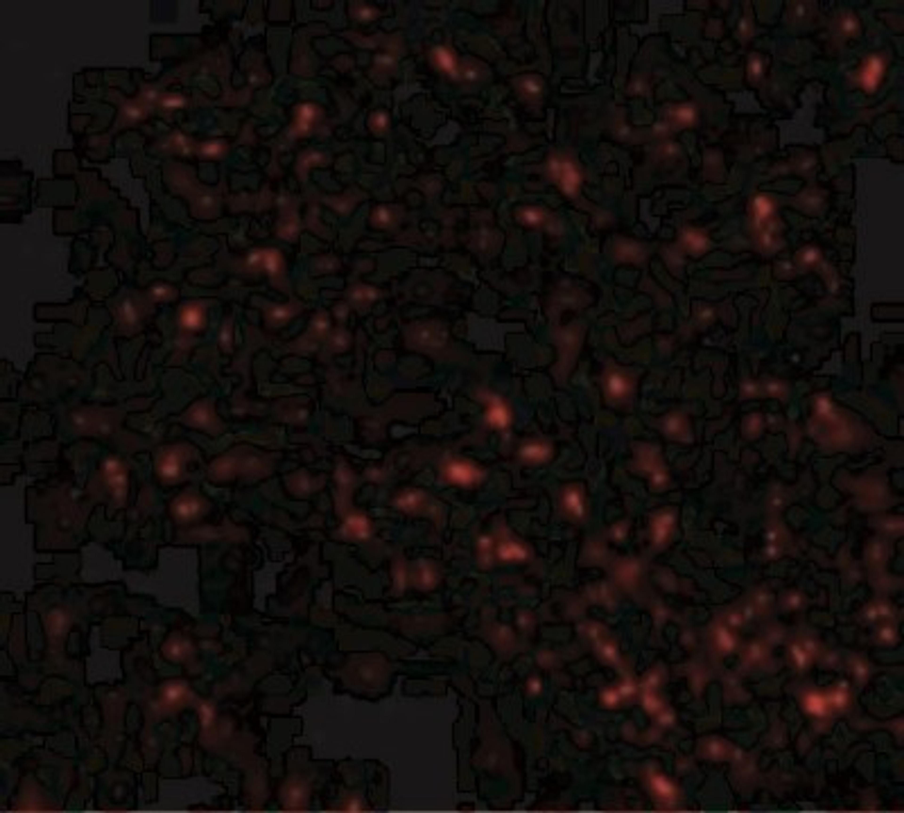 Immunofluorescence: FEM1B Antibody [NBP1-77300] - Immunofluorescence of F1A alpha in Mouse Liver cells with F1A alpha antibody at 20 ug/mL.