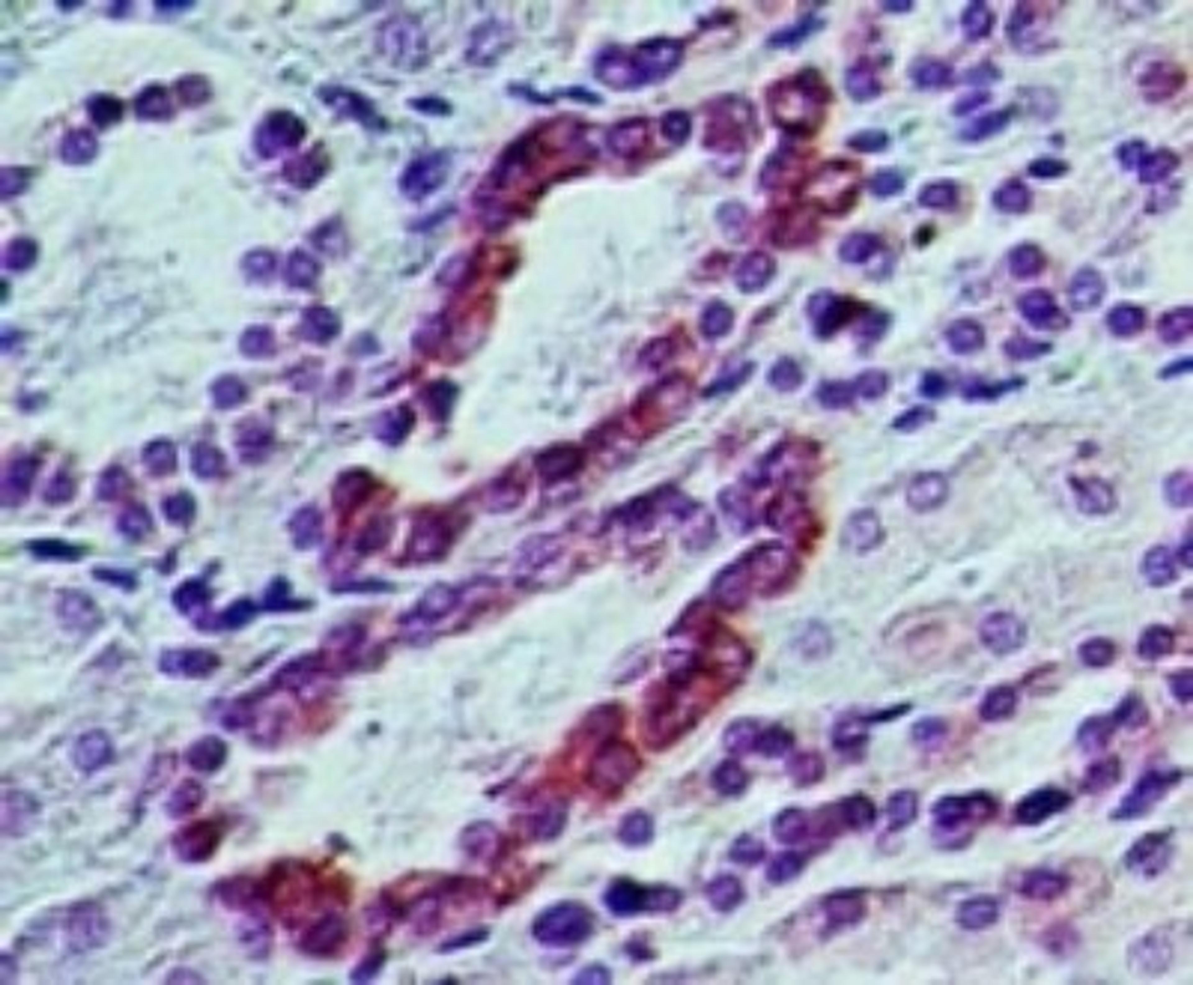 Immunohistochemistry-Paraffin: TRAF3IP2 Antibody [NB100-56740] - Analys is of ACT1 in human kidney tissue using ACT1 antibody at 5 ug/ml.