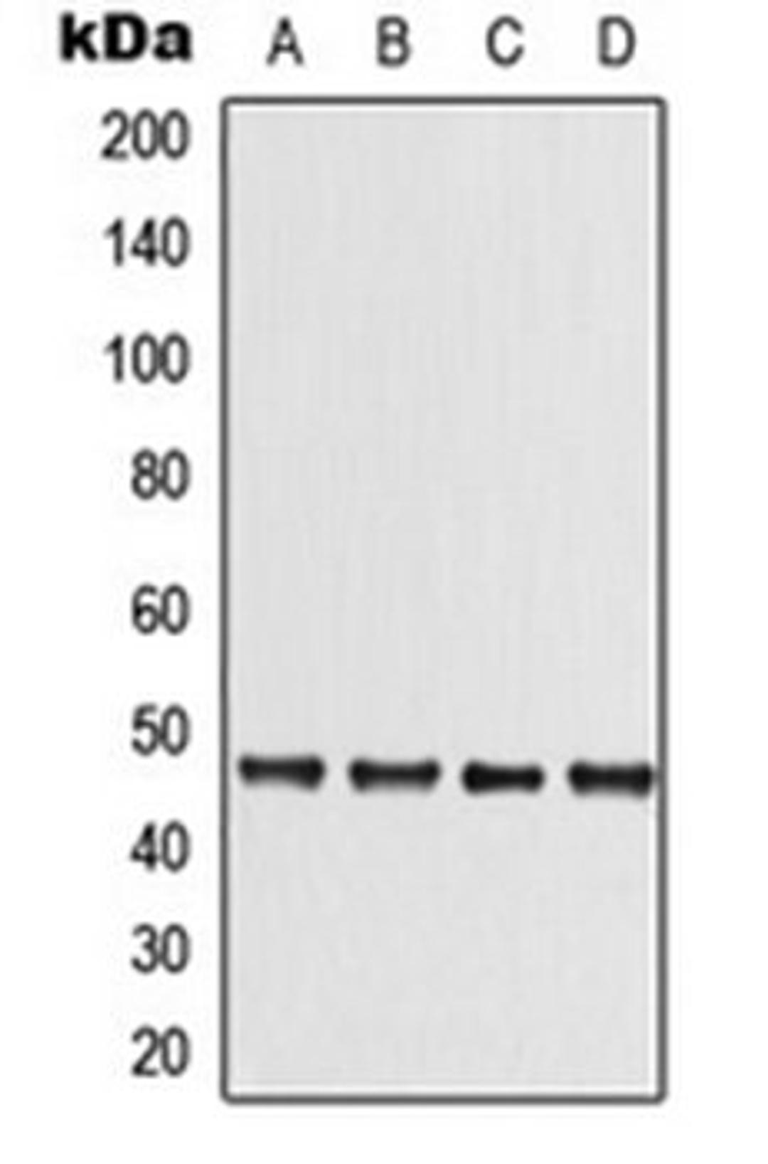 Western blot analysis of A431 (Lane 1), DLD (Lane 2), Raw264.7 (Lane 3), PC12 (Lane 4) whole cell lysates using LKB1 antibody